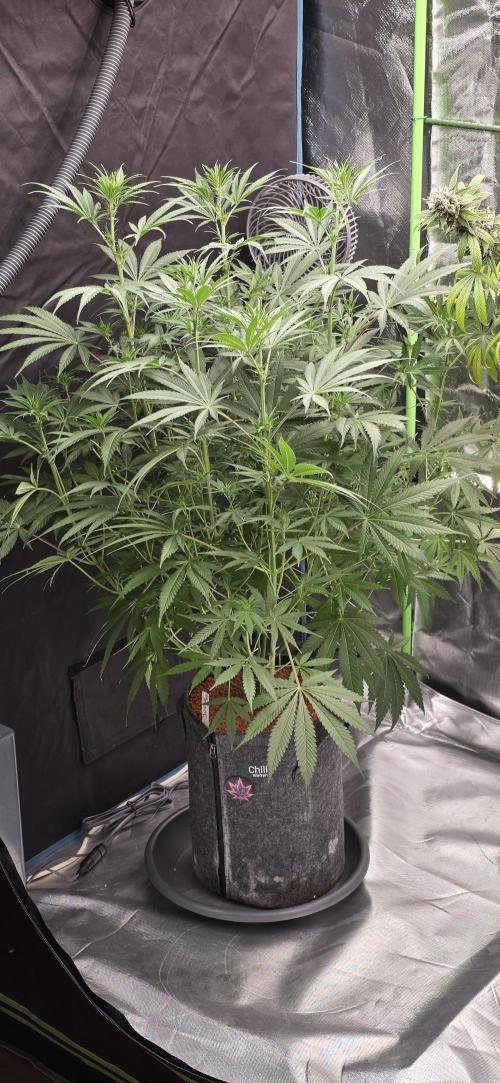 Junky 99. Week 8