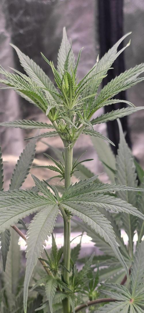 Junky 99. Week 8