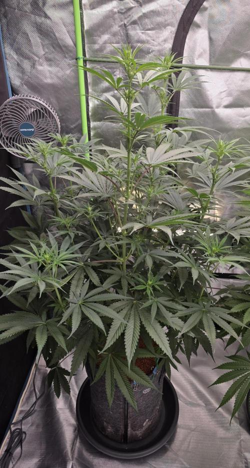 Junky 99. Week 8