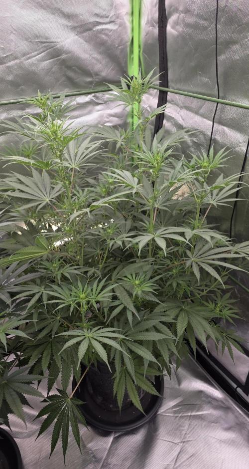 Junky 99. Week 8