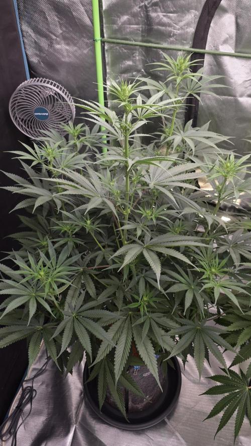 Junky 99. Week 8