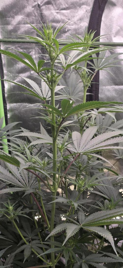 Junky 99. Week 8