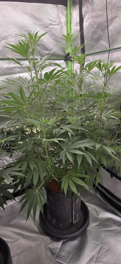 Junky 99. Week 8