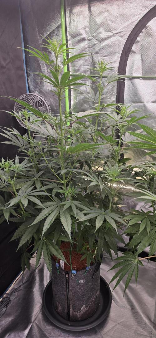 Junky 99. Week 8