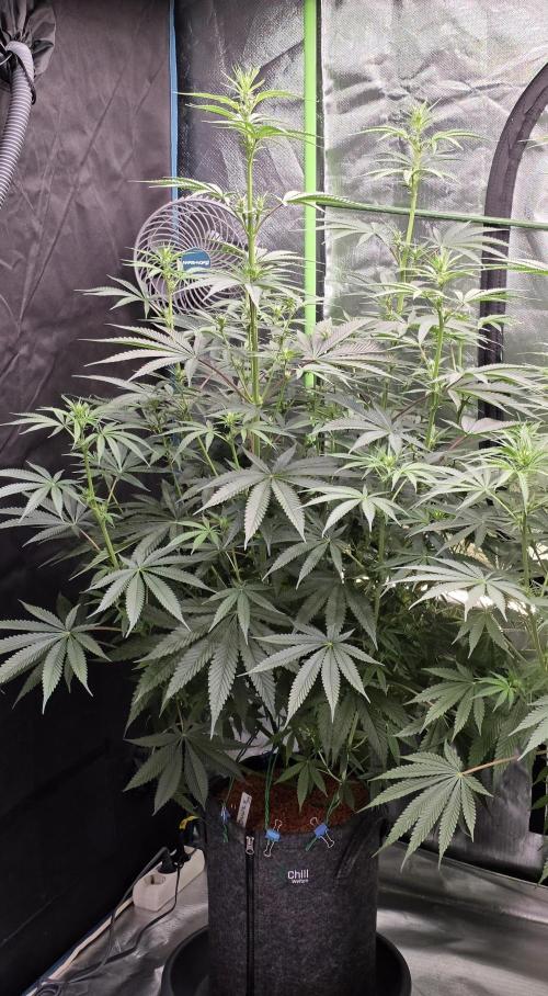 Junky 99. Week 8