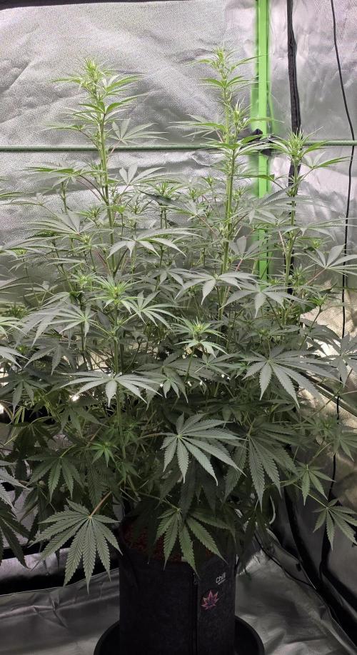 Junky 99. Week 8