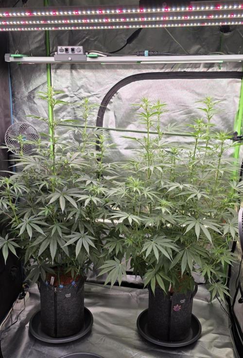 Junky 99. Week 8