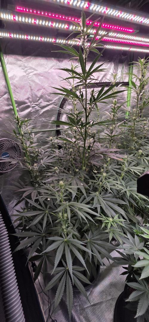 Junky 99. Week 9