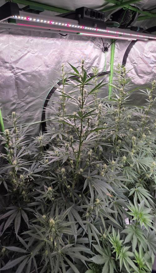 Junky 99. Week 9