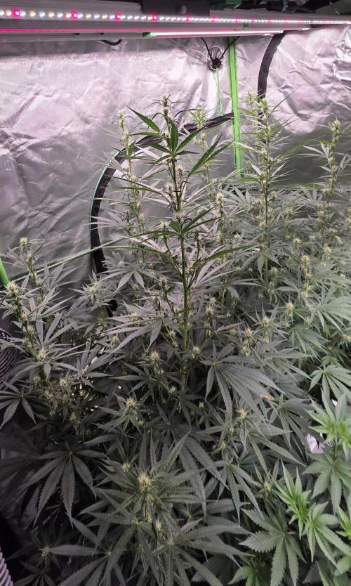 Junky 99. Week 9