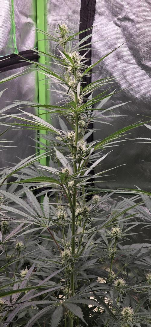 Junky 99. Week 9