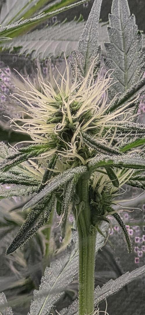 Junky 99. Week 9
