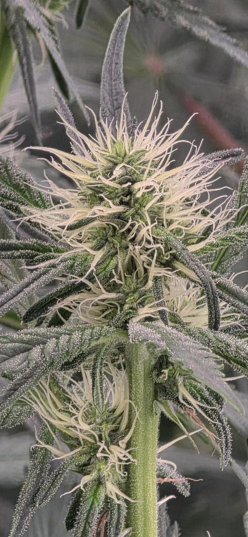 Junky 99. Week 9