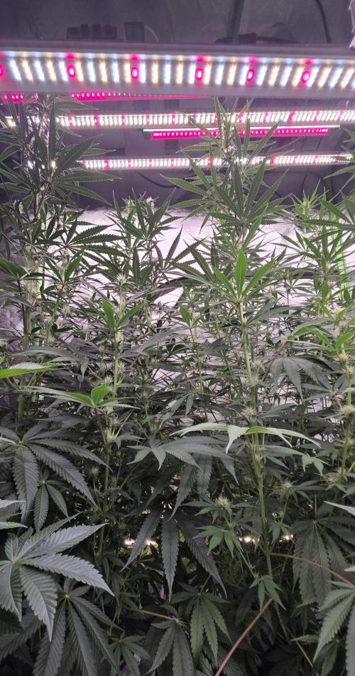 Junky 99. Week 9