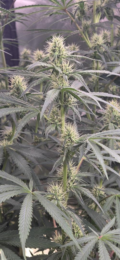 Junky 99. Week 10
