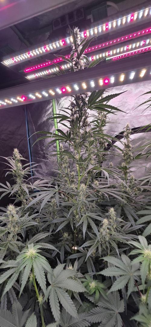 Junky 99. Week 11