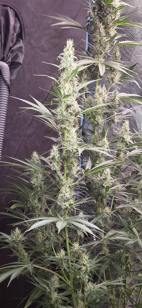 Junky 99. Week 11
