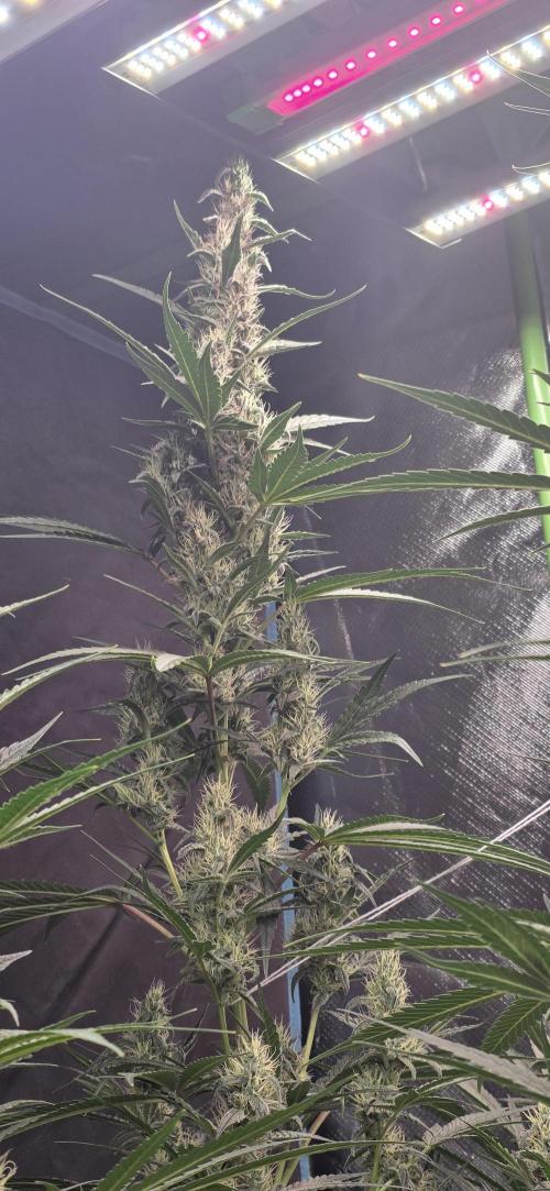 Junky 99. Week 11