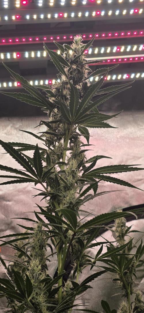 Junky 99. Week 11