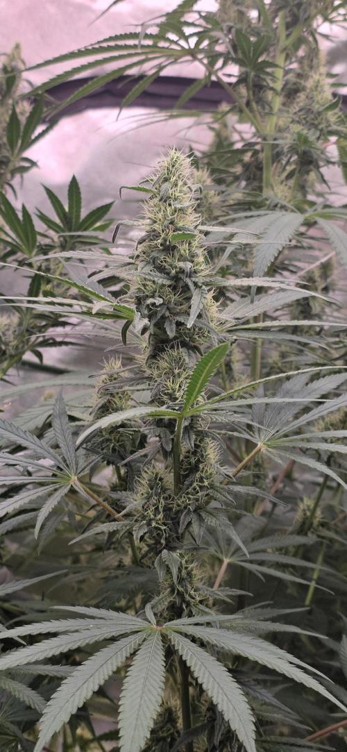 Junky 99. Week 11