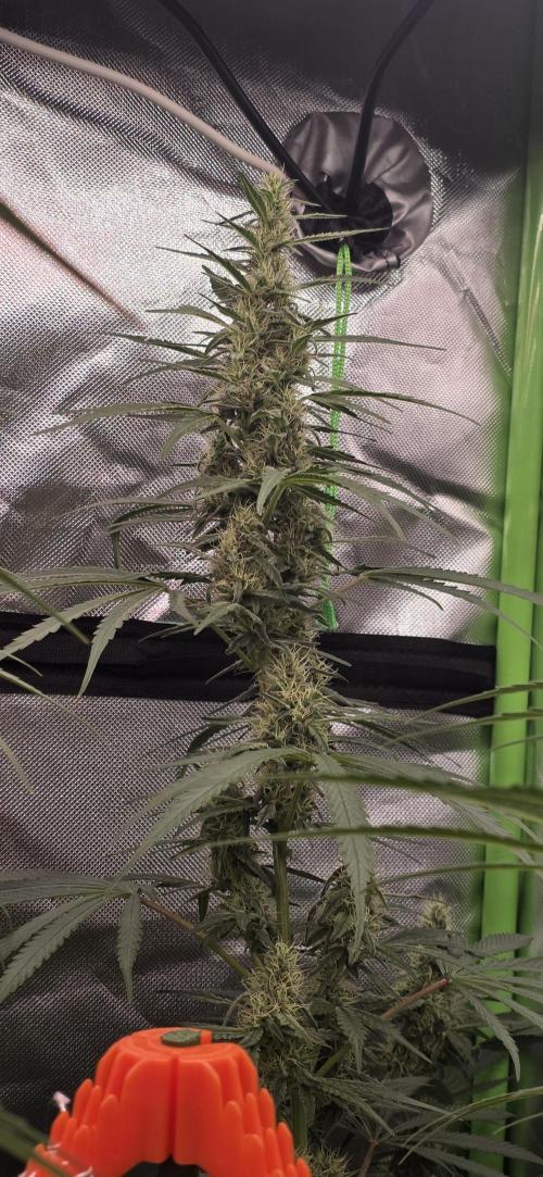 Junky 99. Week 11