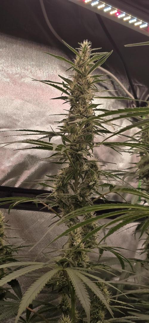 Junky 99. Week 11