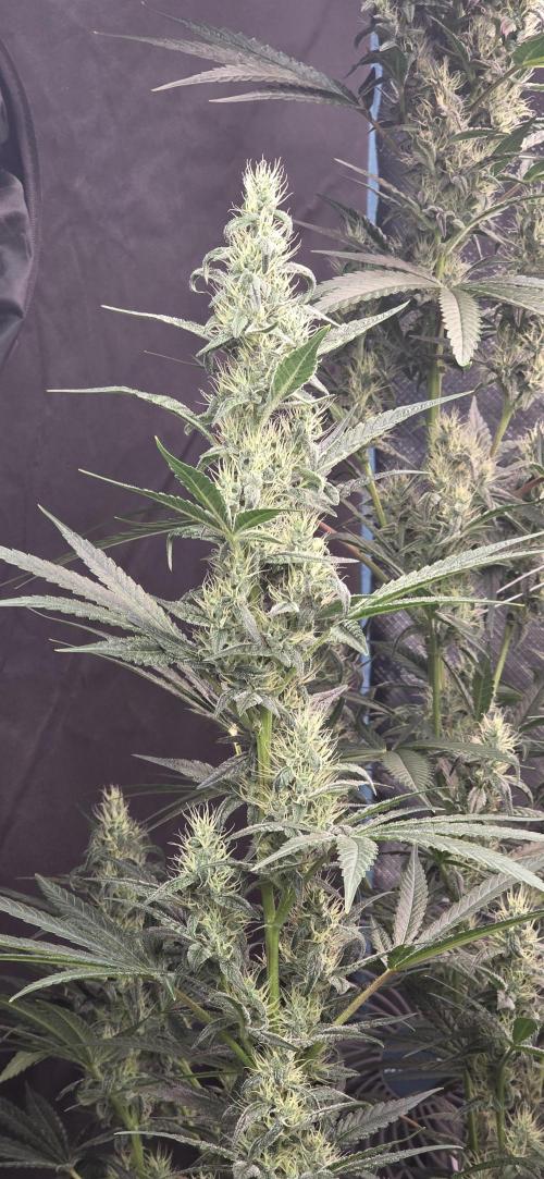 Junky 99. Week 11