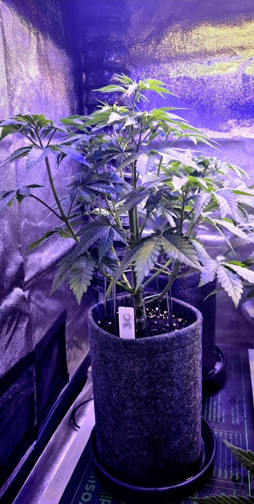Booberry Coockies Rbx. Week 6