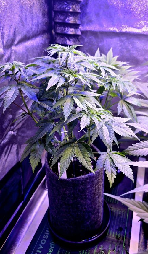 Booberry Coockies Rbx. Week 6