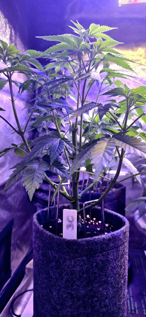 Booberry Coockies Rbx. Week 6
