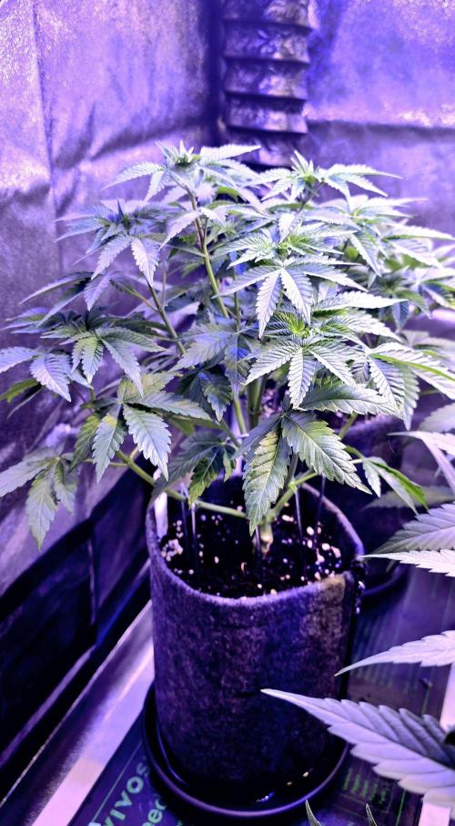 Booberry Coockies Rbx. Week 6