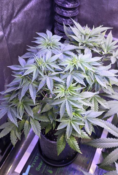 Booberry Coockies Rbx. Week 6