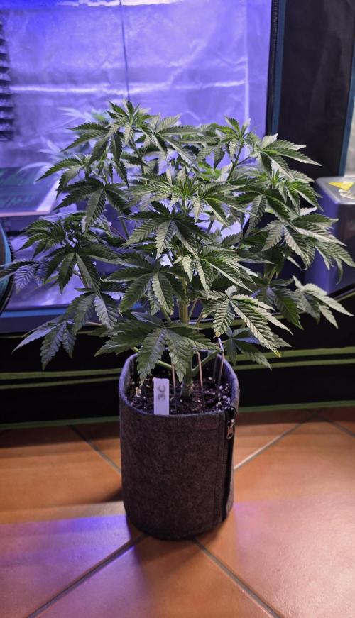 Booberry Coockies Rbx. Week 6