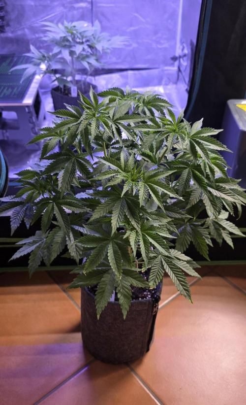 Booberry Coockies Rbx. Week 6