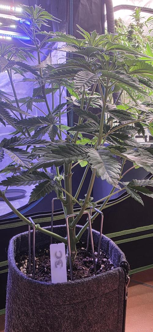 Booberry Coockies Rbx. Week 6