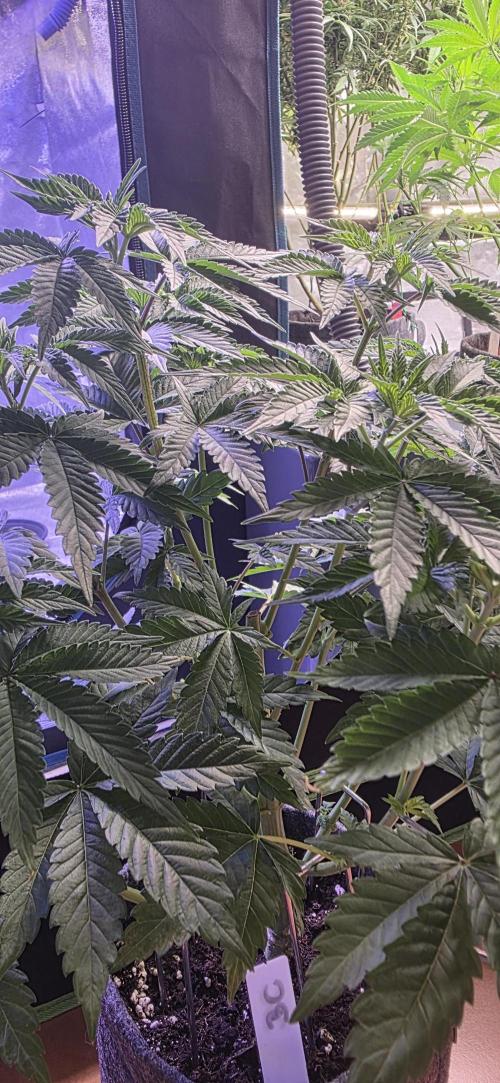 Booberry Coockies Rbx. Week 6