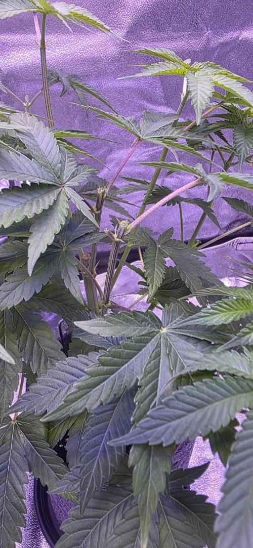 Booberry Coockies Rbx. Week 6