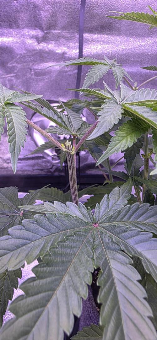 Booberry Coockies Rbx. Week 6