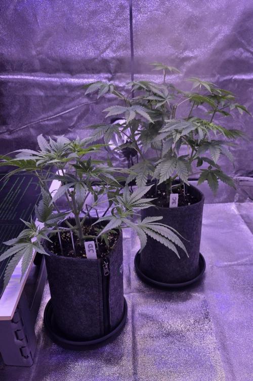 Booberry Coockies Rbx. Week 6