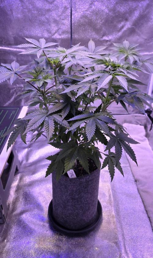 Booberry Coockies Rbx. Week 7