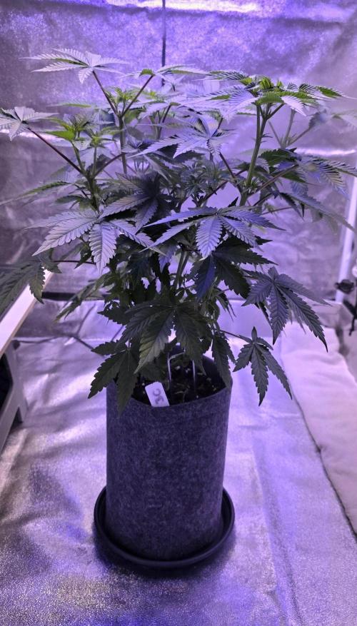 Booberry Coockies Rbx. Week 7