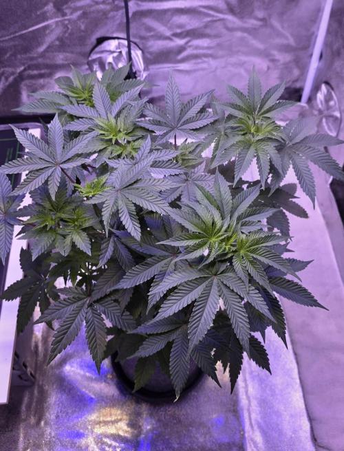 Booberry Coockies Rbx. Week 7