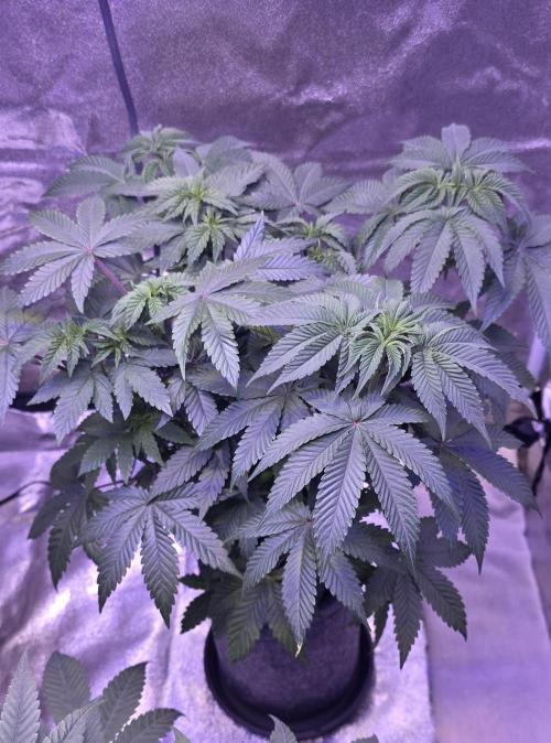 Booberry Coockies Rbx. Week 7