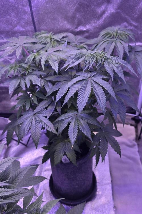 Booberry Cookies RBX. Week 7