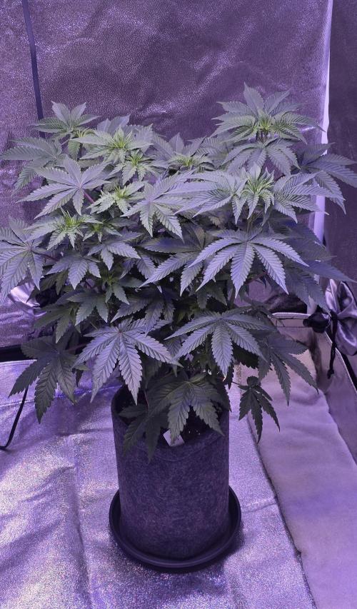 Booberry Coockies Rbx. Week 8