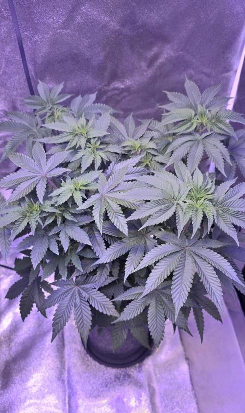 Booberry Coockies Rbx. Week 8