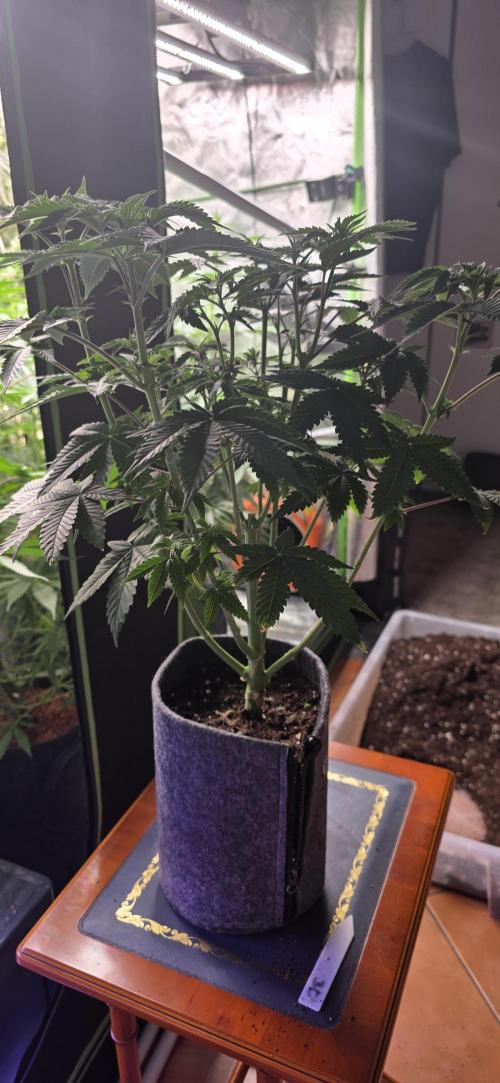 Booberry Coockies Rbx. Week 8