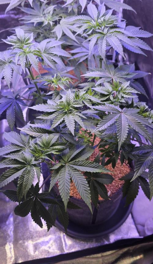 Booberry Coockies Rbx. Week 8