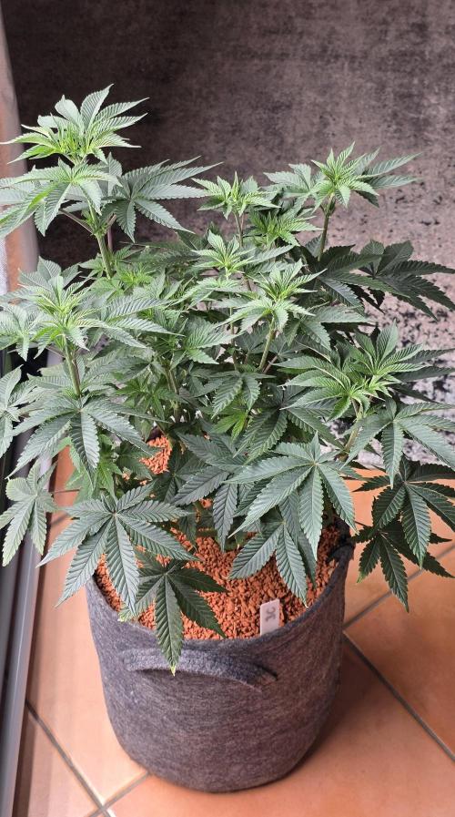 Booberry Coockies Rbx. Week 8