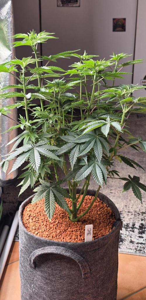 Booberry Coockies Rbx. Week 8